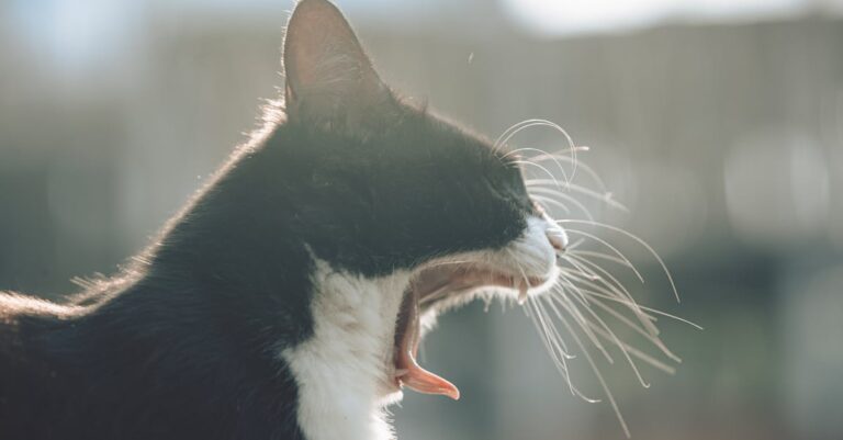 Why Do You Yawn While Singing? The Bizarre Truth (And How To Stop It Instantly)