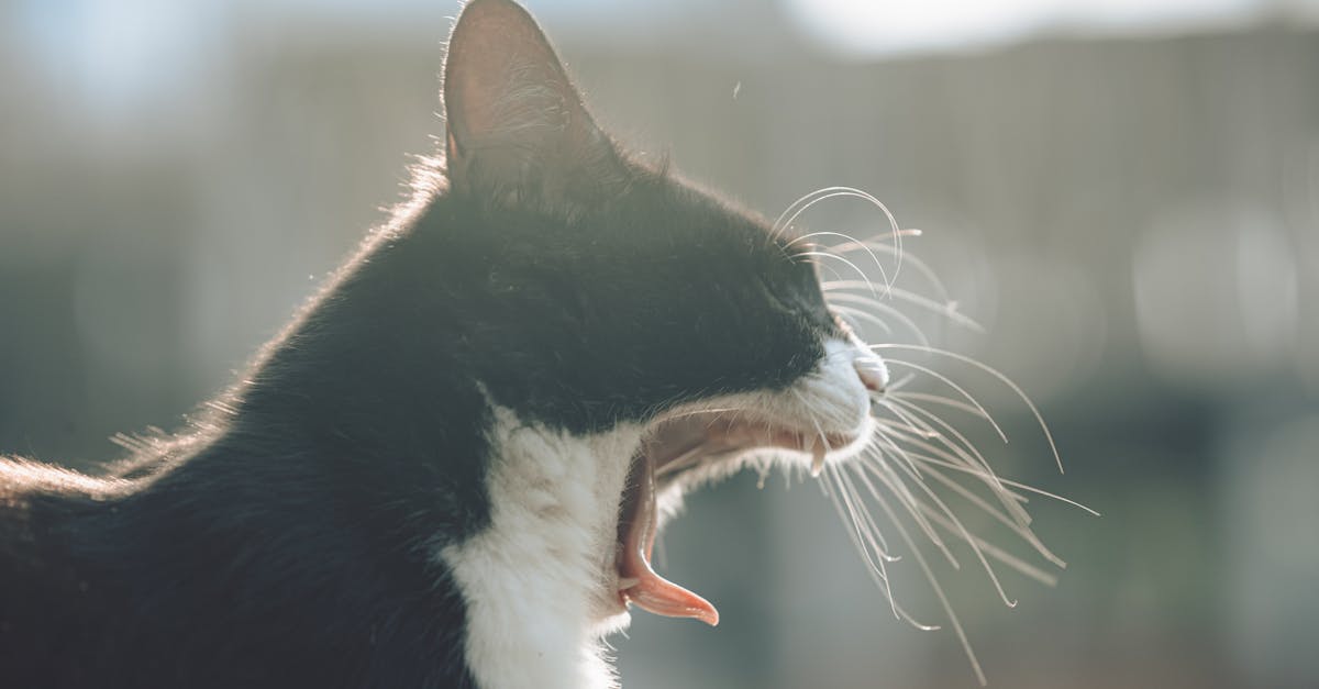 Why Do You Yawn While Singing? The Bizarre Truth (And How To Stop It Instantly)